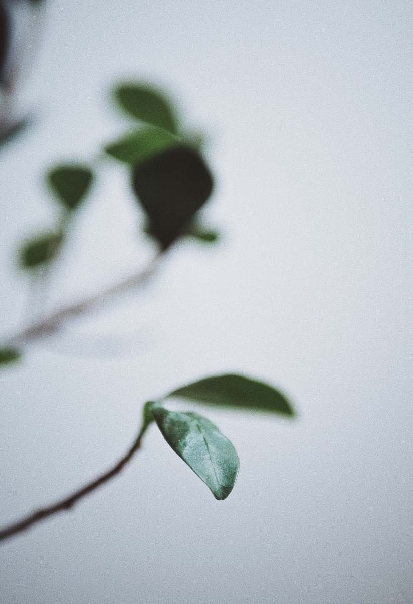 grey selective focus of green leaf south laurel